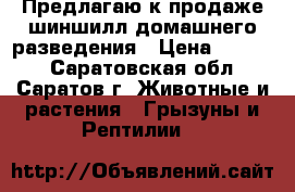 Предлагаю к продаже шиншилл домашнего разведения › Цена ­ 3 000 - Саратовская обл., Саратов г. Животные и растения » Грызуны и Рептилии   
